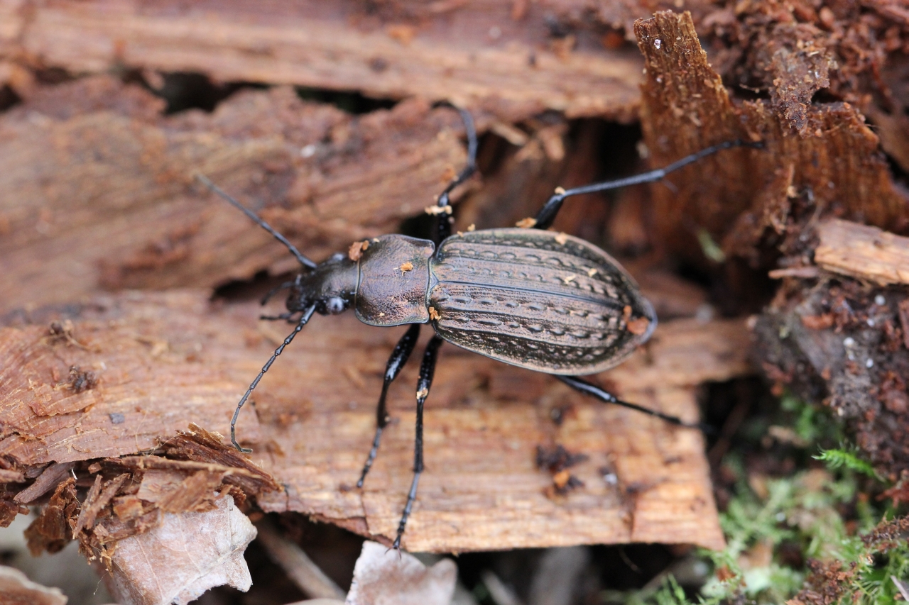 Carabus granulatus Linnaeus, 1758 - Carabe granuleux