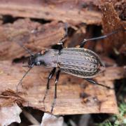 Carabus granulatus Linnaeus, 1758 - Carabe granuleux