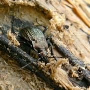 Carabus granulatus Linnaeus, 1758 - Carabe granuleux