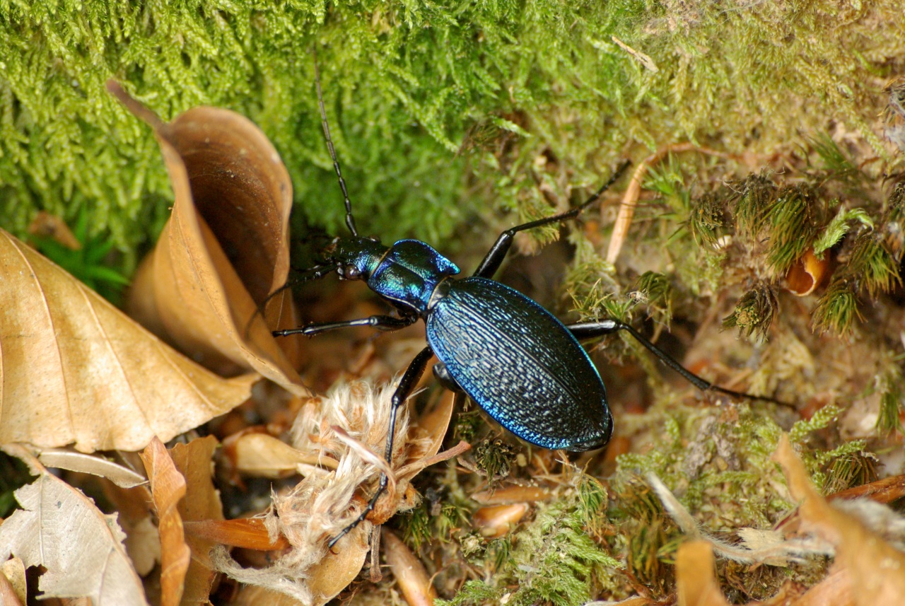 Carabus intricatus Linnaeus, 1760 - Carabe embrouillé