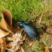 Carabus intricatus Linnaeus, 1760 - Carabe embrouillé