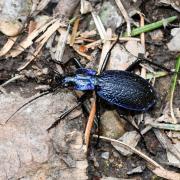 Carabus intricatus Linnaeus, 1760 - Carabe embrouillé