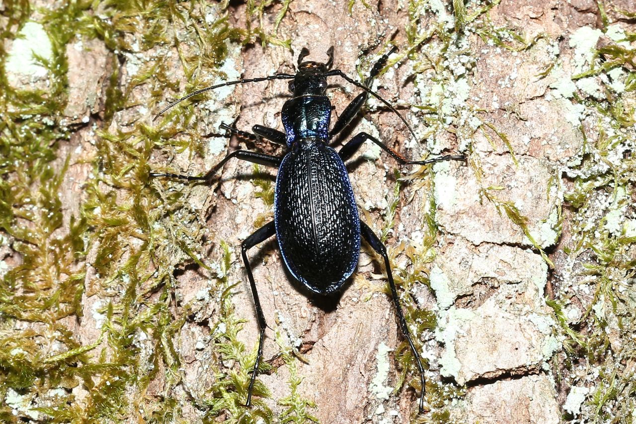 Carabus intricatus Linnaeus, 1760 - Carabe embrouillé