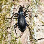 Carabus intricatus Linnaeus, 1760 - Carabe embrouillé