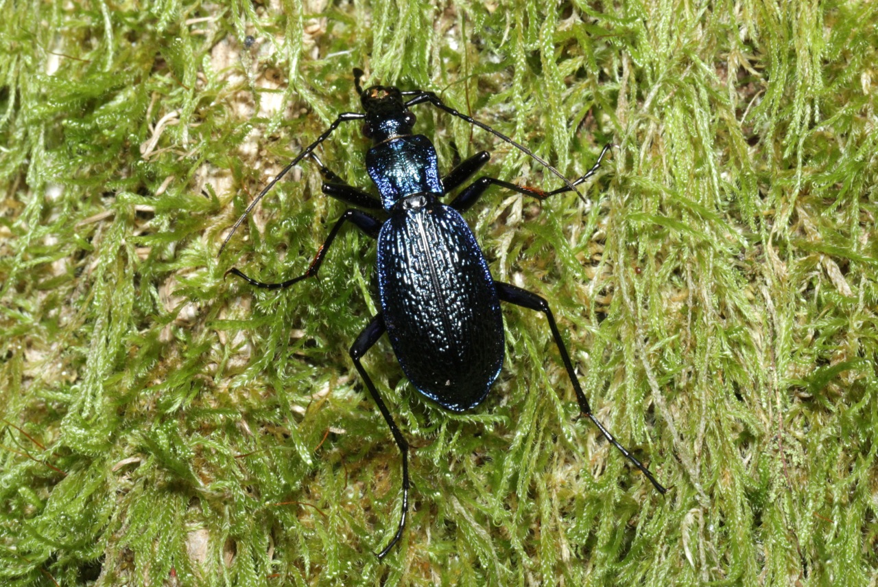 Carabus intricatus Linnaeus, 1760 - Carabe embrouillé