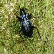 Carabus intricatus Linnaeus, 1760 - Carabe embrouillé