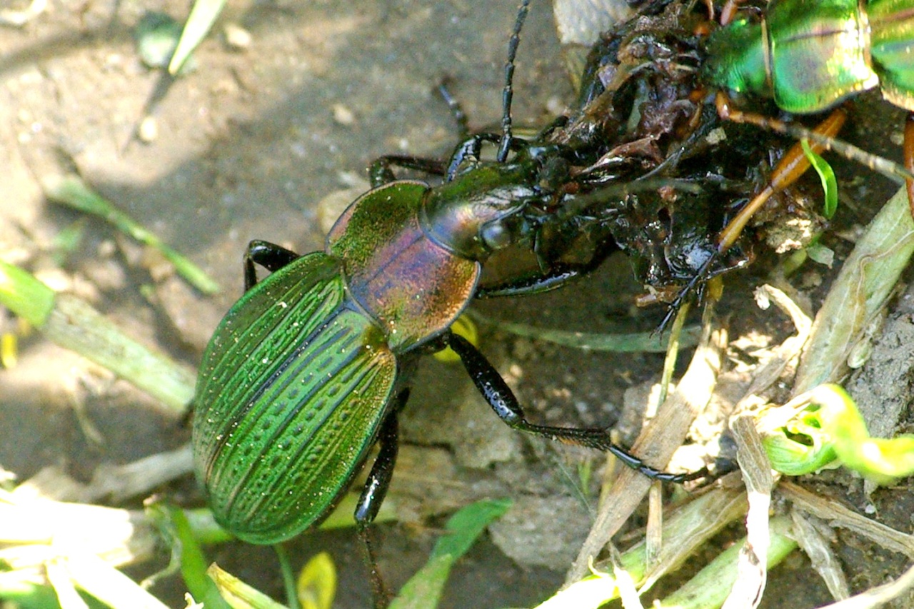 Carabus monilis Fabricius, 1792 - Carabe bijoux