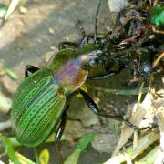 Carabus monilis Fabricius, 1792 - Carabe bijoux