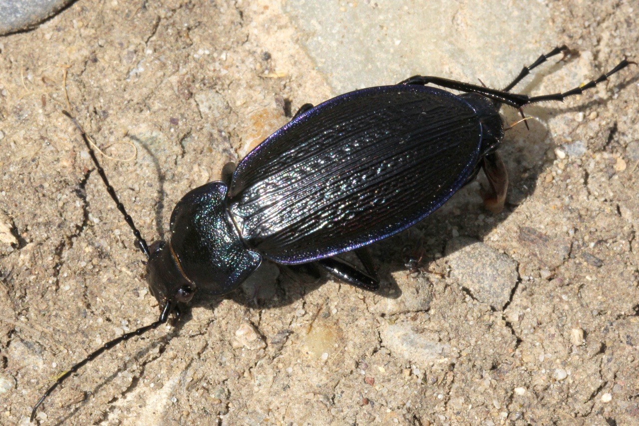 Carabus monilis Fabricius, 1792 - Carabe bijoux