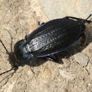 Carabus monilis Fabricius, 1792 - Carabe bijoux