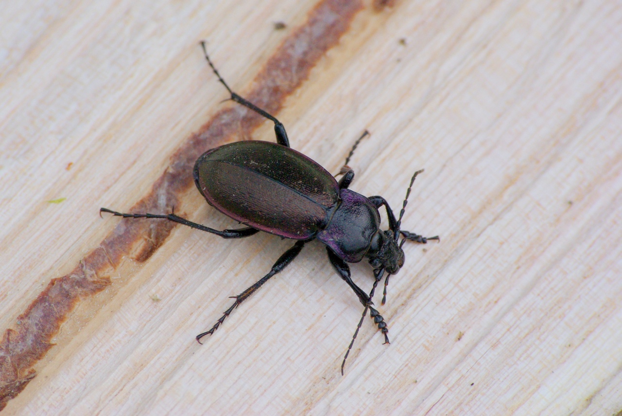 Carabus nemoralis O.F. Müller, 1764 - Carabe des bois