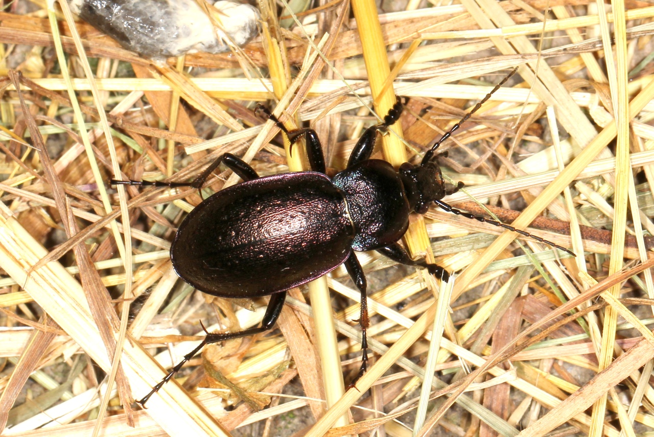  Carabus nemoralis O.F. Müller, 1764 - Carabe des bois