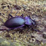 Carabus problematicus Herbst, 1786 - Carabe à problème