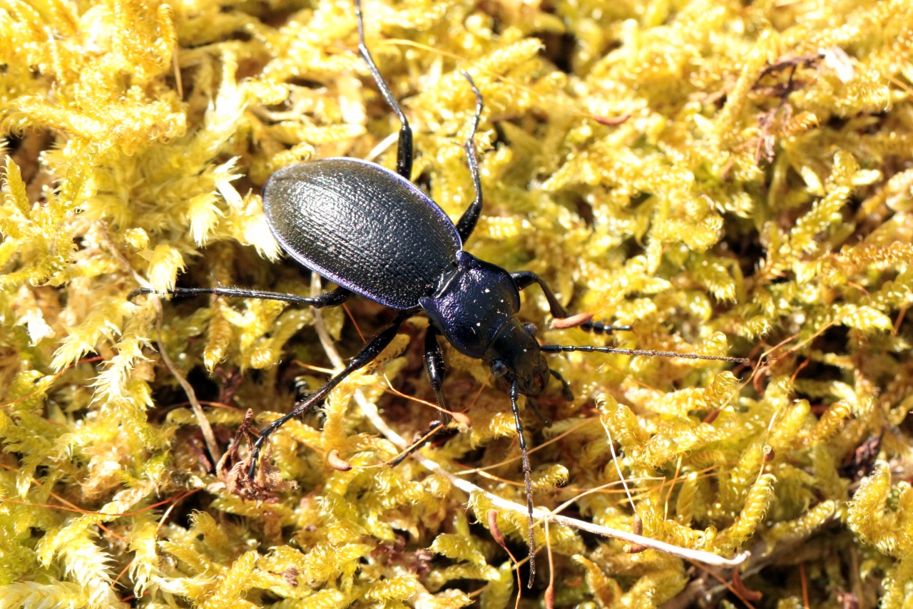 Carabus problematicus Herbst, 1786 - Carabe à problème