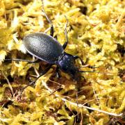 Carabus problematicus Herbst, 1786 - Carabe à problème