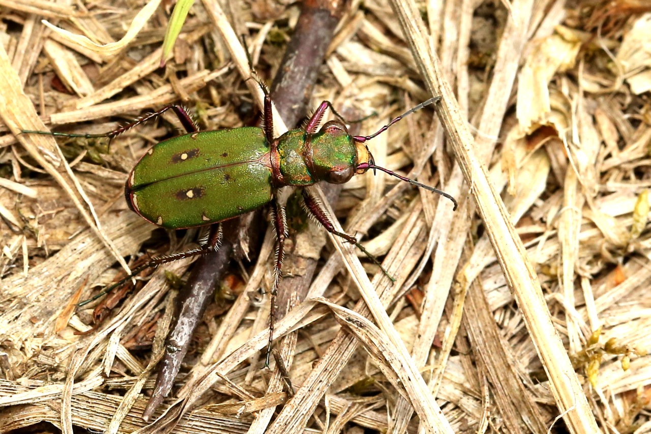 Cicindela campestris Linnaeus, 1758 - Cicindèle champêtre