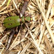 Cicindela campestris Linnaeus, 1758 - Cicindèle champêtre