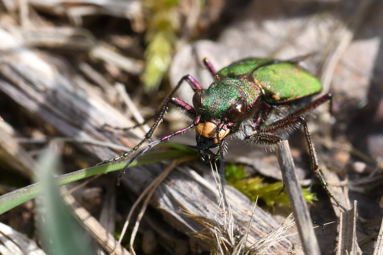 Cicindela campestris Linnaeus, 1758 - Cicindèle champêtre