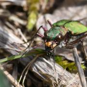 Cicindela campestris Linnaeus, 1758 - Cicindèle champêtre