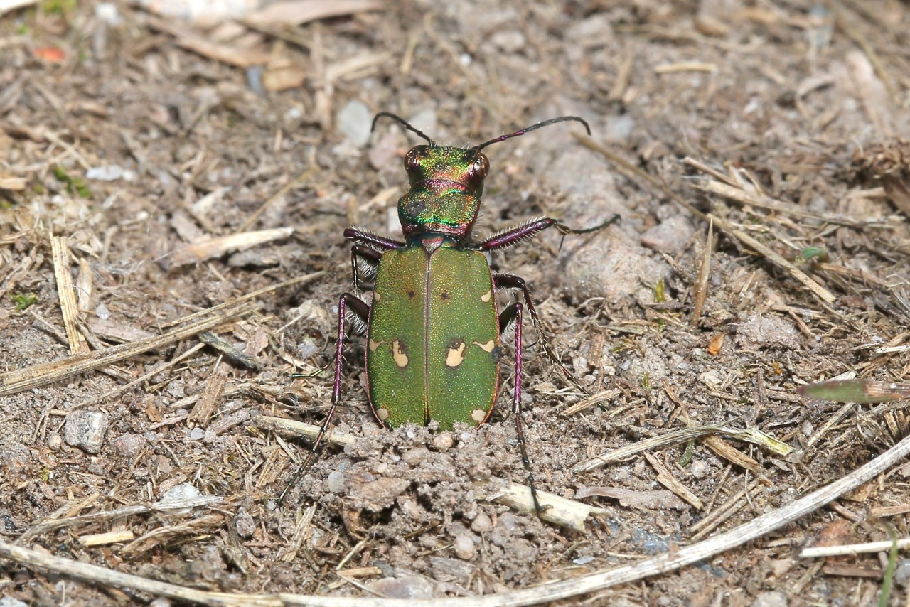 Cicindela campestris Linnaeus, 1758 - Cicindèle champêtre (femelle)