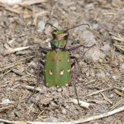 Cicindela campestris Linnaeus, 1758 - Cicindèle champêtre (femelle)