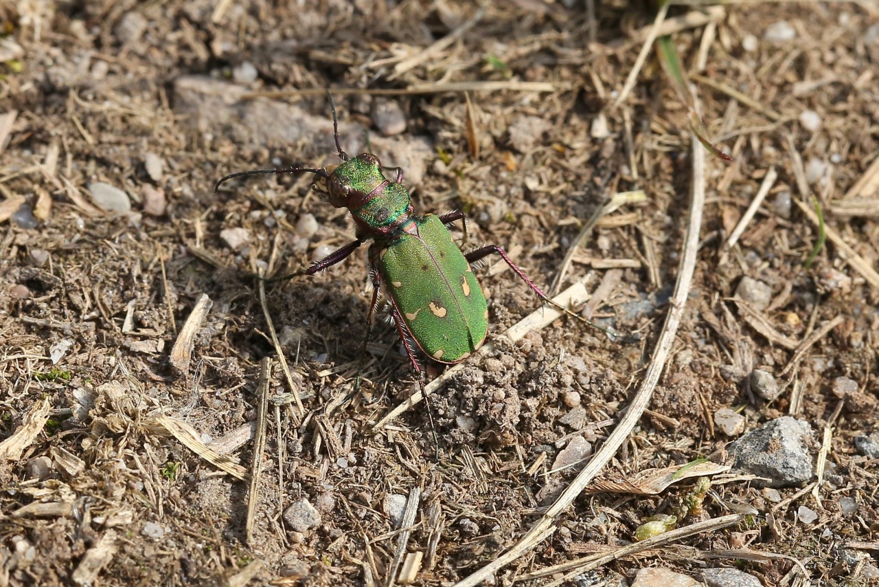 Cicindela campestris Linnaeus, 1758 - Cicindèle champêtre (femelle)