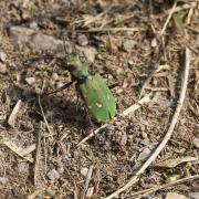 Cicindela campestris Linnaeus, 1758 - Cicindèle champêtre (femelle)