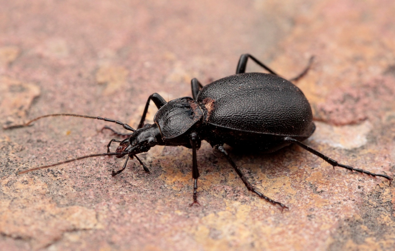 Cychrus caraboides (Linnaeus, 1758) - Cychre caraboide