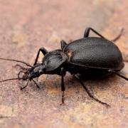 Cychrus caraboides (Linnaeus, 1758) - Cychre caraboide