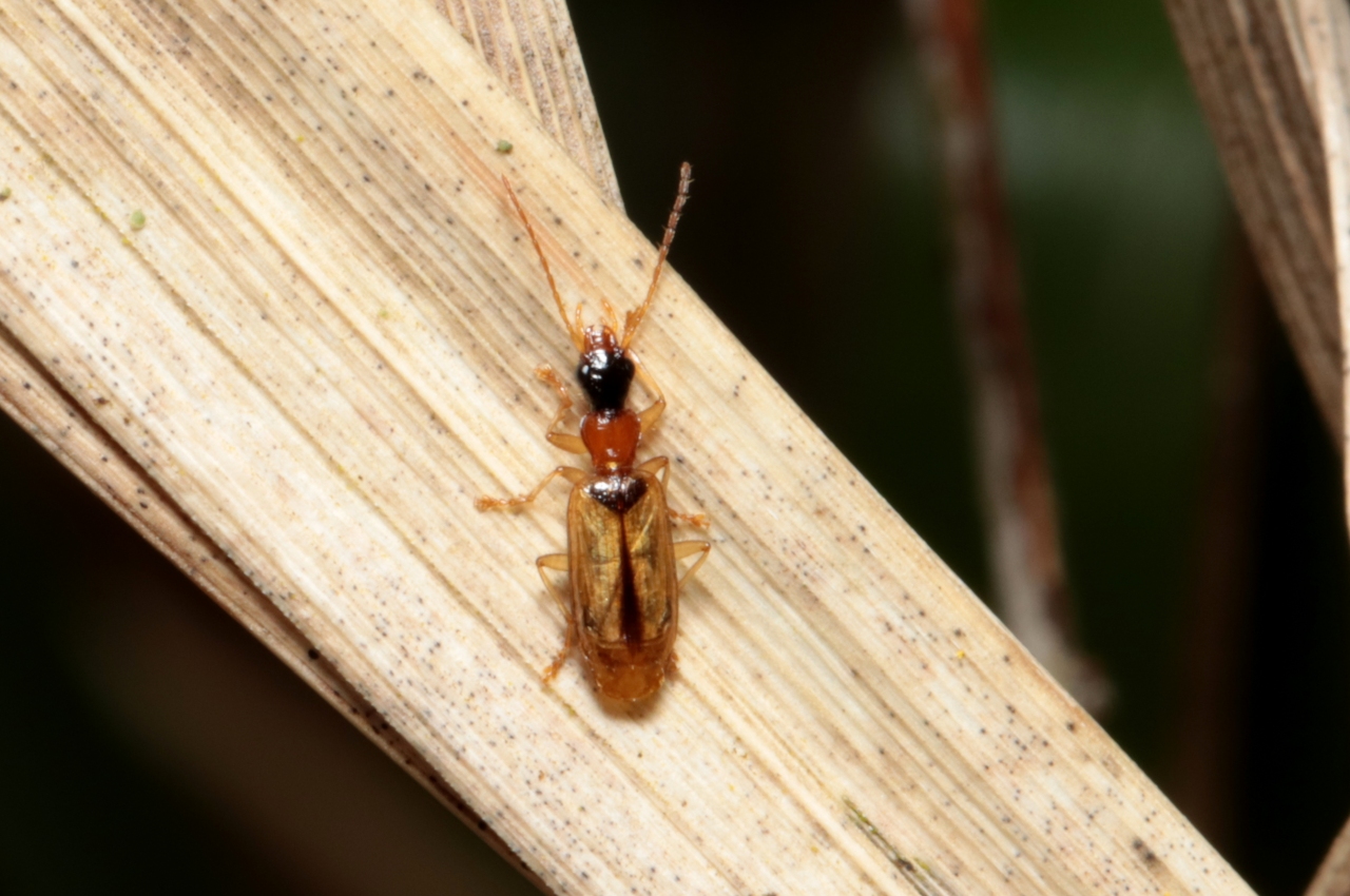 Demetrias atricapillus (Linnaeus, 1758)