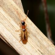 Demetrias atricapillus (Linnaeus, 1758)