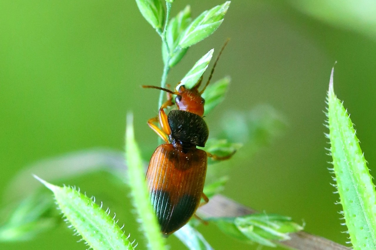 Diachromus germanus (Linnaeus, 1758) - Diachrome allemand