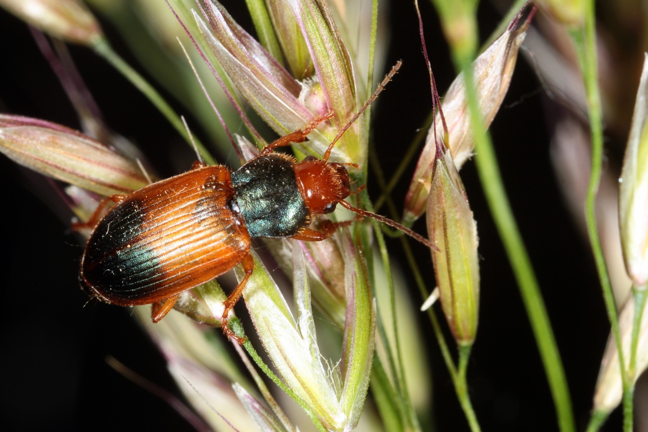 Diachromus germanus (Linnaeus, 1758) - Diachrome allemand