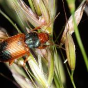 Diachromus germanus (Linnaeus, 1758) - Diachrome allemand