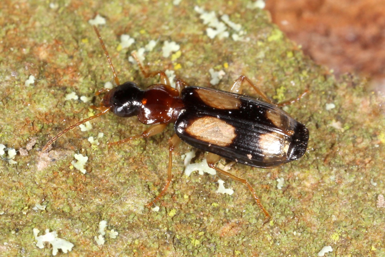 Dromius quadrimaculatus (Linnaeus, 1758) - Dromie à 4 macules