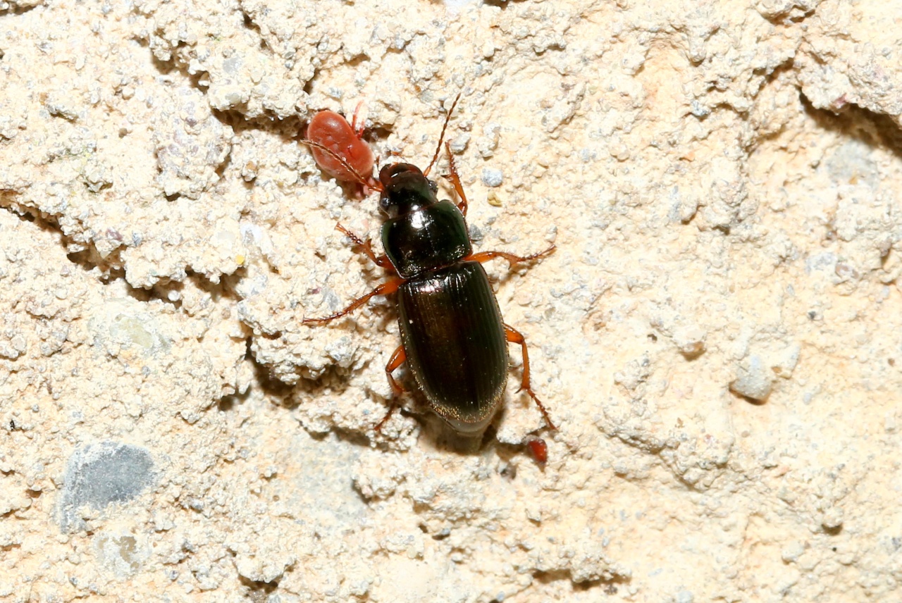 Harpalus affinis (Schrank, 1781) - Harpale affine, Harpale facile