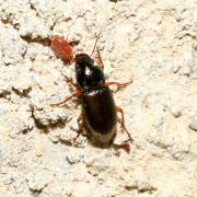 Harpalus affinis (Schrank, 1781) - Harpale affine, Harpale facile