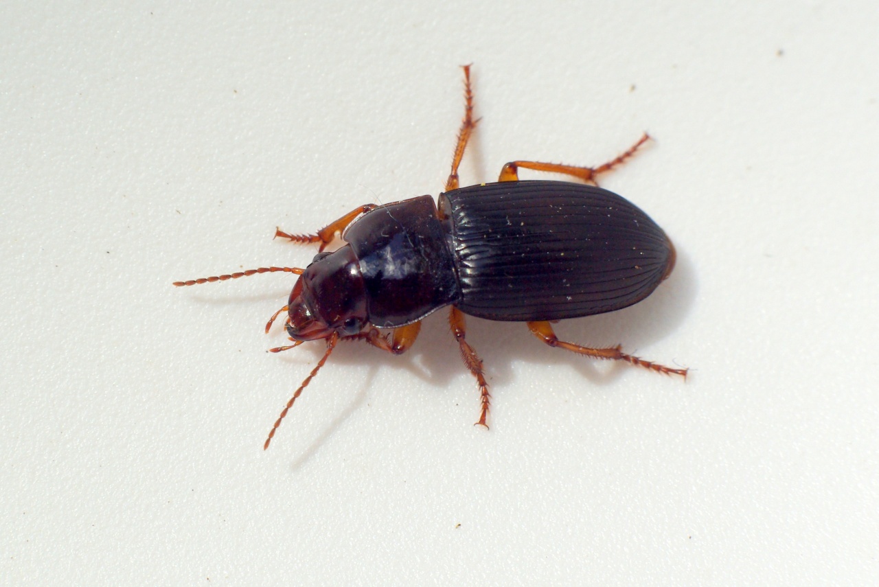 Harpalus atratus Latreille, 1804