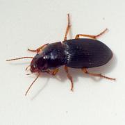 Harpalus atratus Latreille, 1804