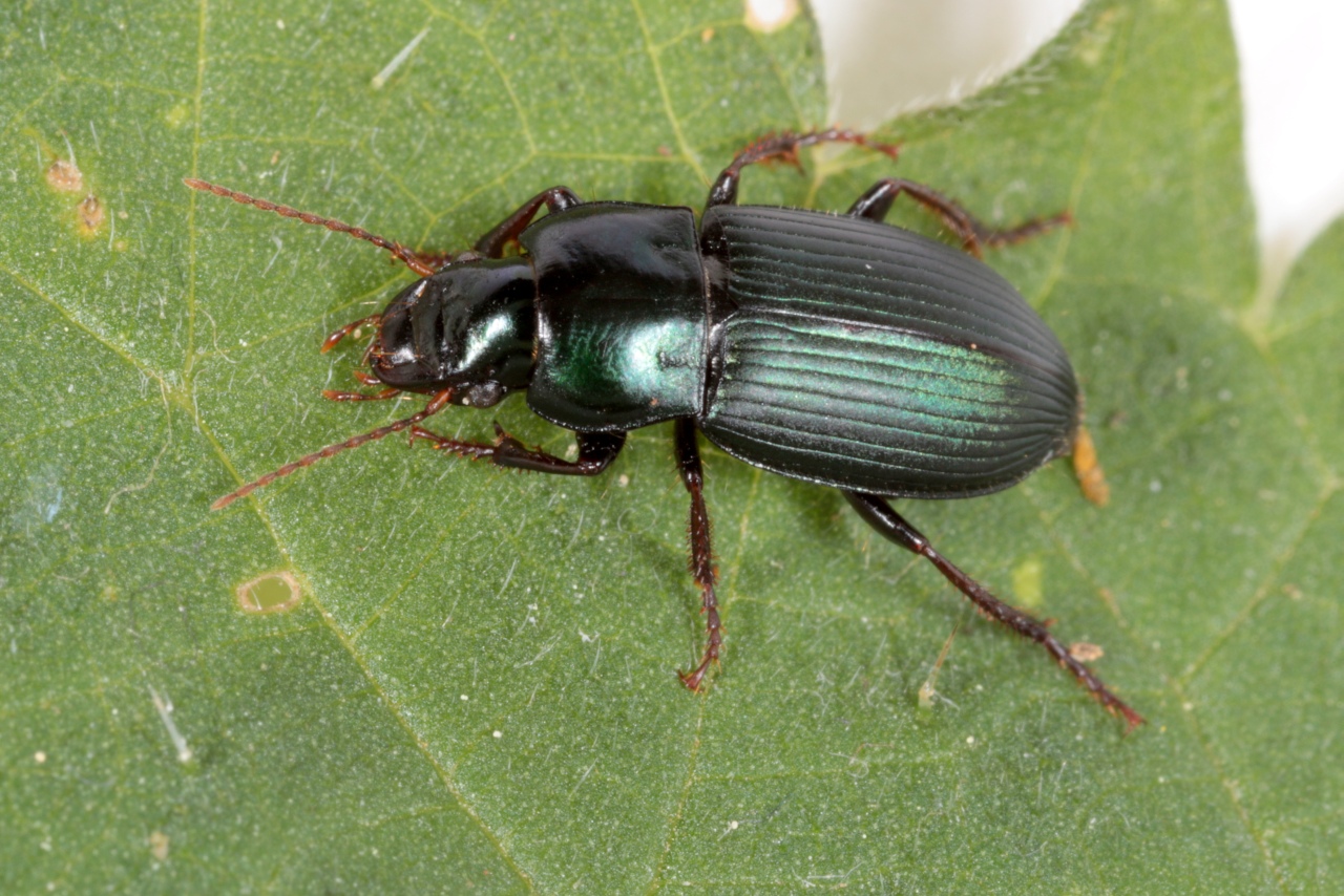 Harpalus honestus (Duftschmid, 1812)