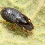 Harpalus latus (Linnaeus, 1758) - Harpale large