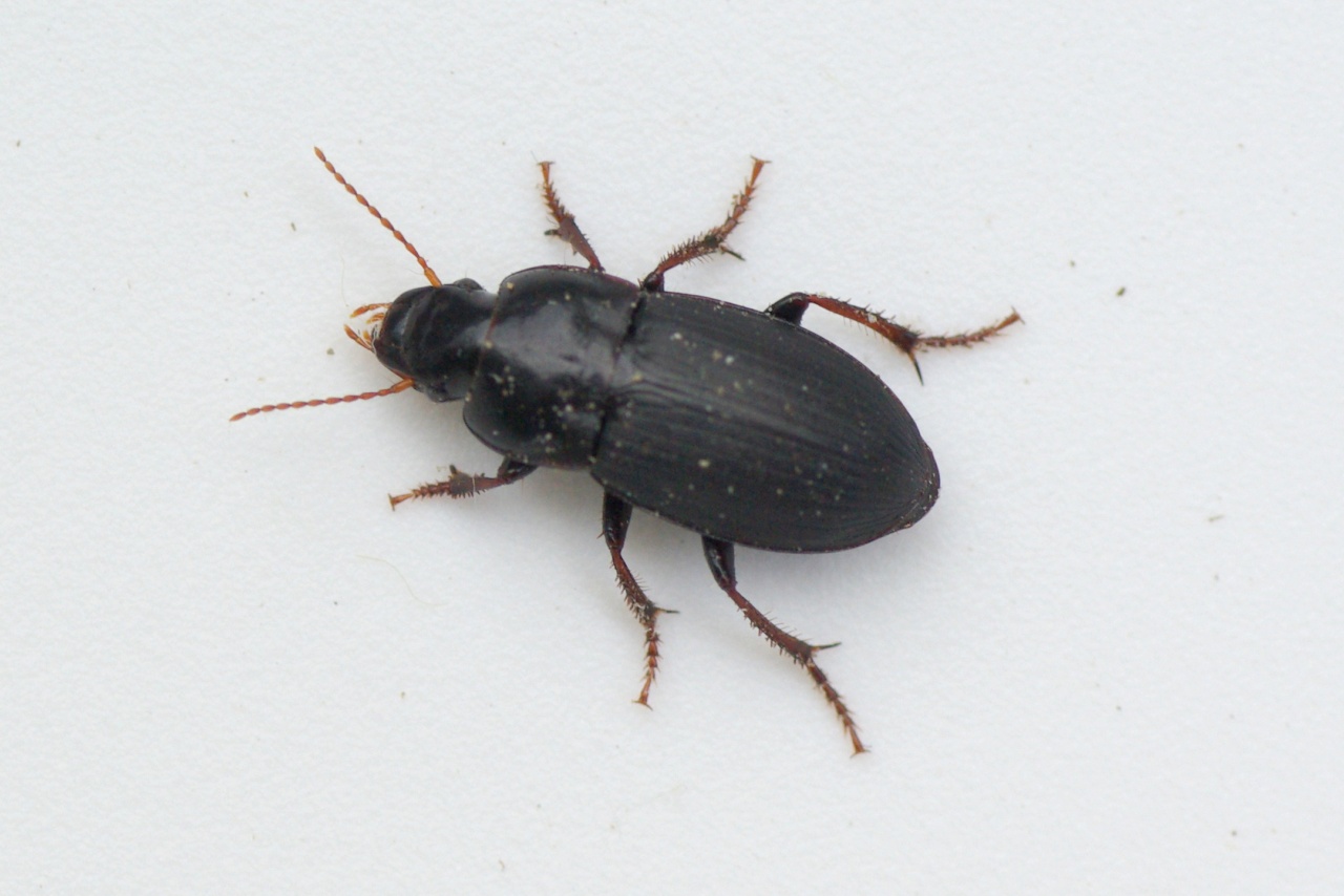 Harpalus tardus (Panzer, 1797) - Harpale indolent