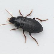 Harpalus tardus (Panzer, 1797) - Harpale indolent