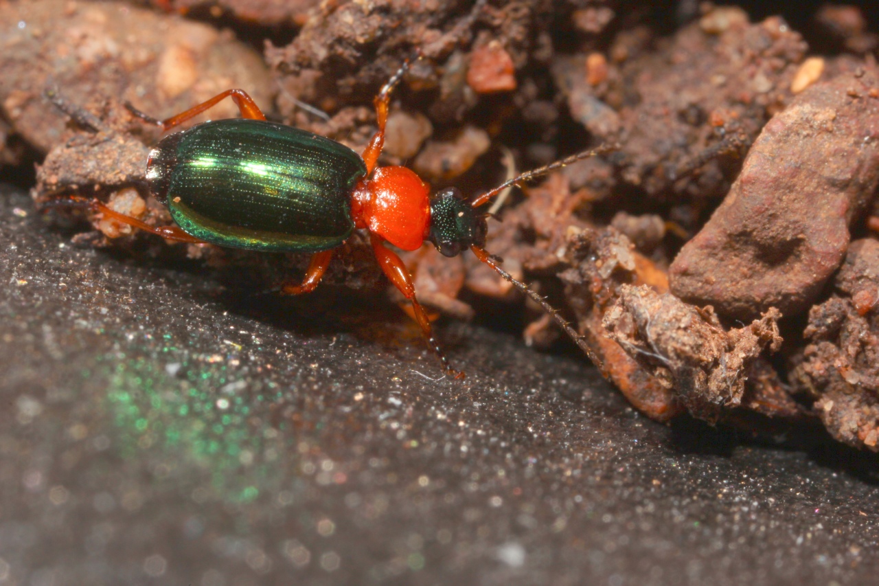 Lebia chlorocephala (Hoffmann, 1803) - Lebia verte