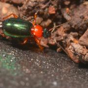 Lebia chlorocephala (Hoffmann, 1803) - Lebia verte