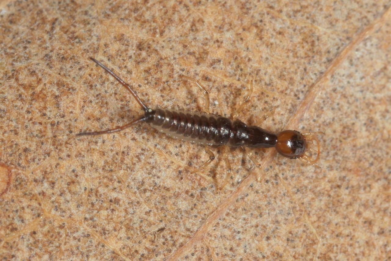 Leistus sp (larve)