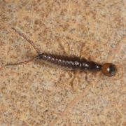 Leistus sp (larve)
