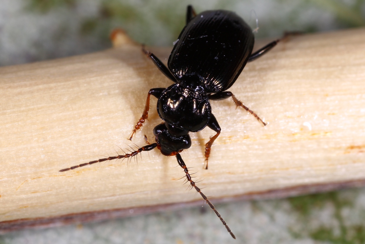 Loricera pilicornis (Fabricius, 1775) - Loricère à antennes poilues