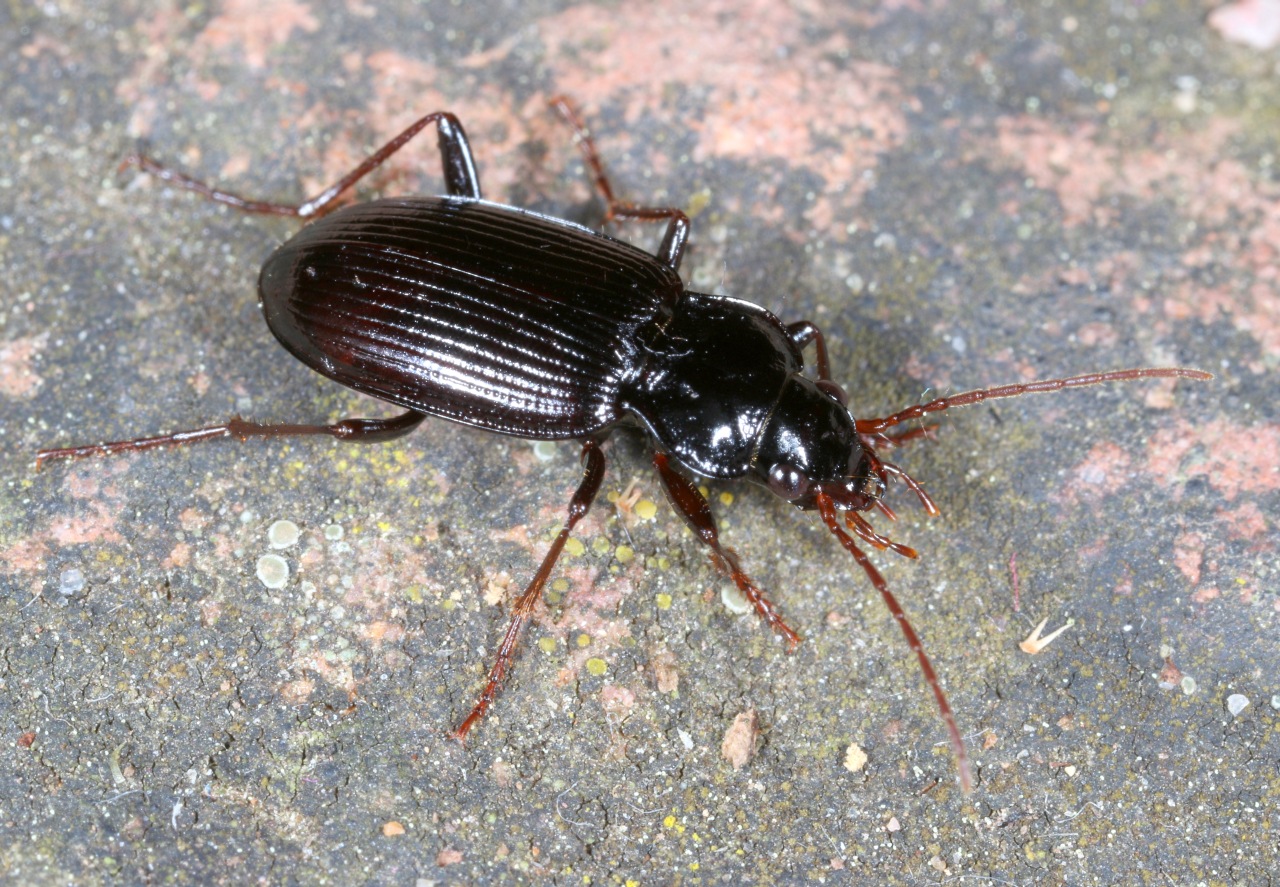 Nebria brevicollis (Fabricius, 1792) - Nébrie à cou bref