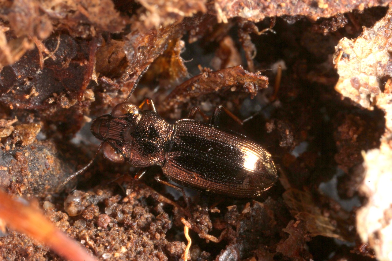 Notiophilus rufipes Curtis, 1829 - Notiophile à pattes rousses